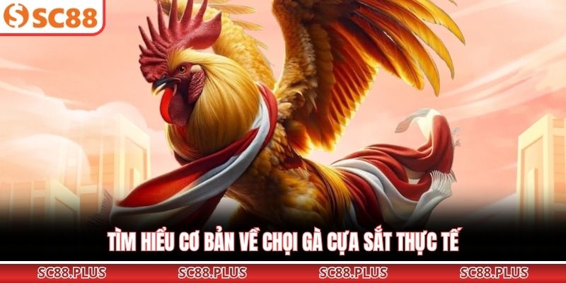 Tìm hiểu cơ bản về chọi gà cựa sắt thực tế